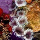 Colorful Coral and Sea Anemones in Vibrant Underwater Scene