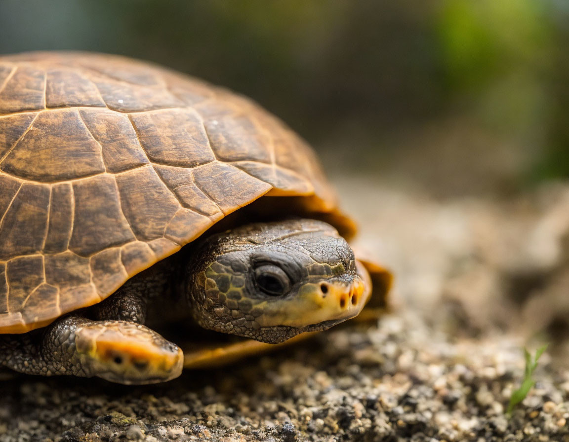 Brown-shelled turtle close-up with textured carapace against blurred background