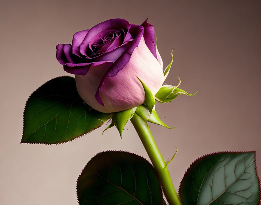 Vibrant purple rose with pink edges in full bloom on soft brown background