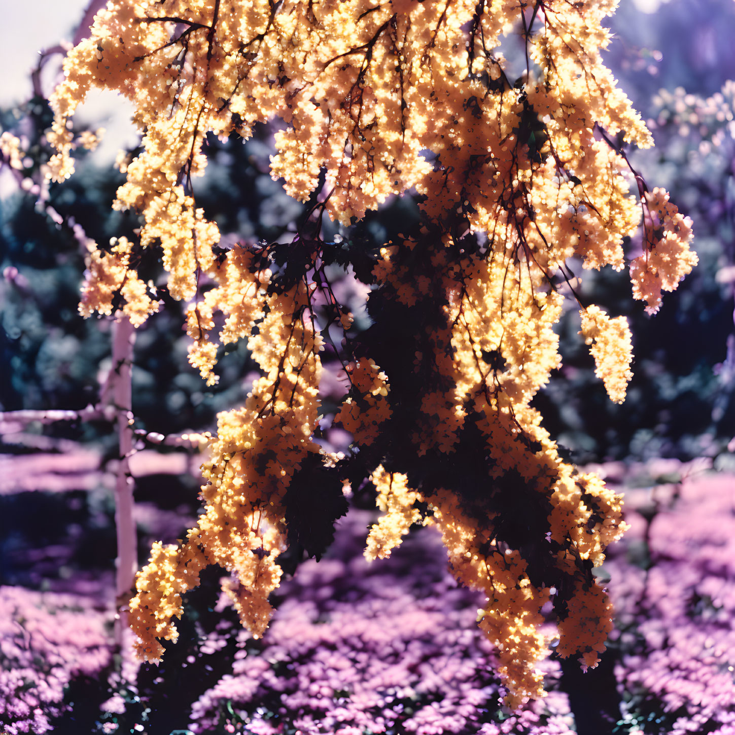 Vibrant Yellow Foliage Tree with Purple Groundcover