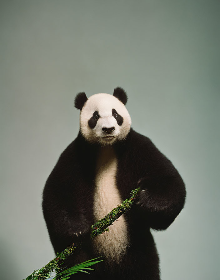 Giant panda standing with bamboo branch on plain background