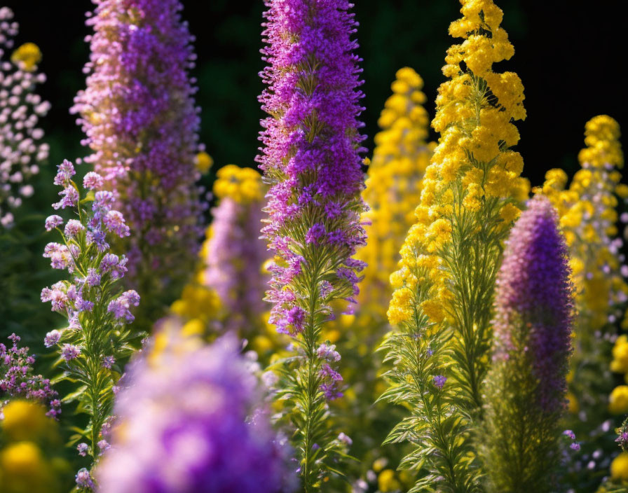 Colorful Purple and Yellow Flowers in Lush Greenery