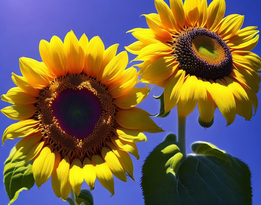 Vibrant Sunflowers Against Clear Blue Sky