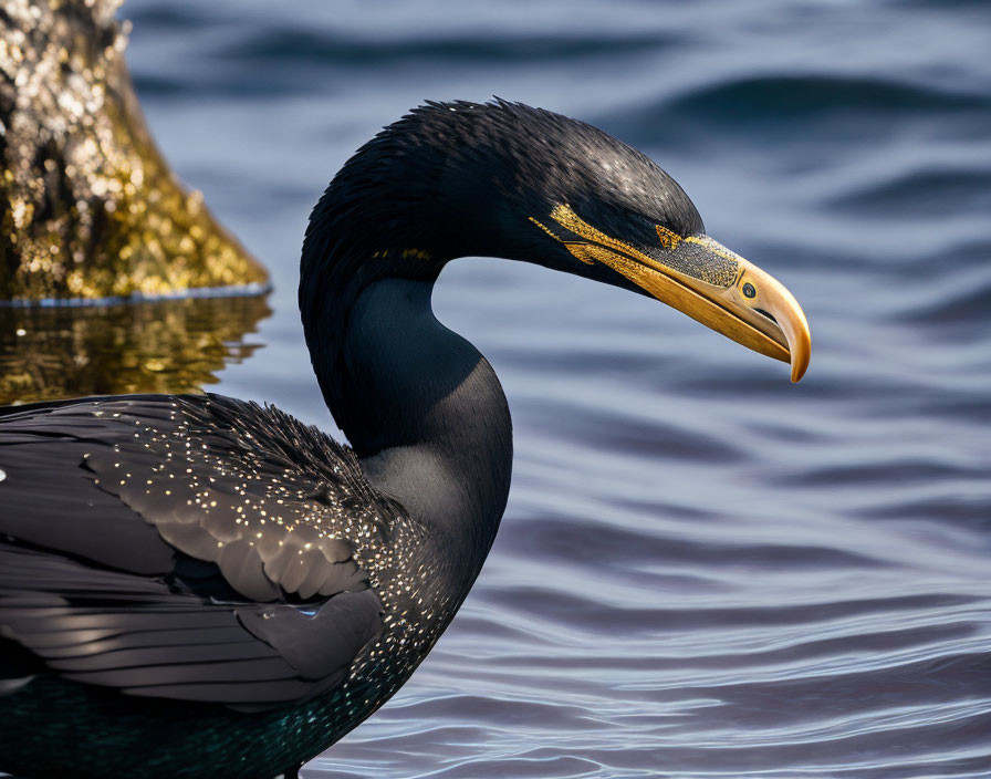 Glossy black cormorant with orange-yellow beak by water's edge