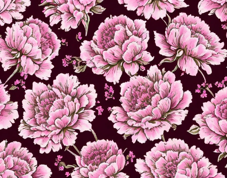 Pink peony flowers and green leaves on deep maroon background