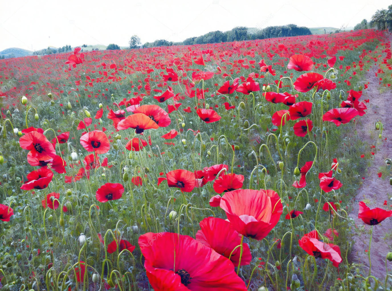 Lush red poppies in a vast field with winding trail and distant hills under cloudy sky