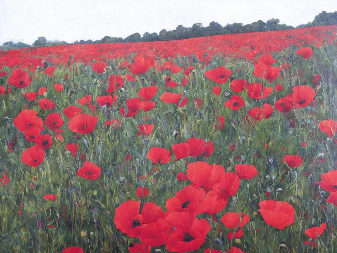 Scenic red poppy field under cloudy sky