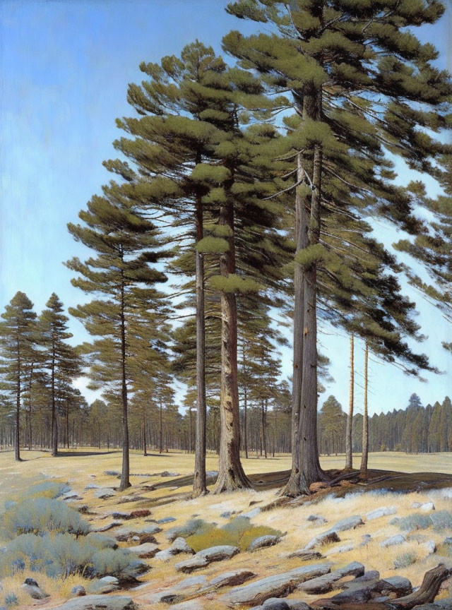 Tranquil Pine Forest Scene with Tall Trees and Clear Sky