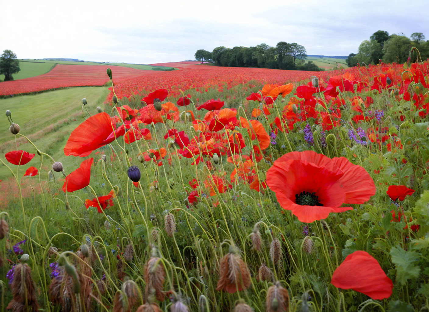 Vibrant red poppies in colorful field under cloudy sky