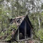 Rustic cabin in foggy forest with lush greenery