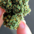 Detailed Close-Up of Cannabis Bud with Trichomes on Grey Background