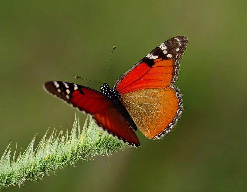 Colorful Butterfly Resting on Green Plant Stem