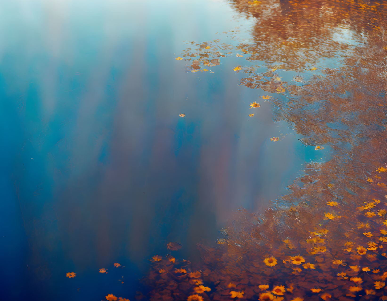 Tranquil water scene with yellow leaves and sky reflection