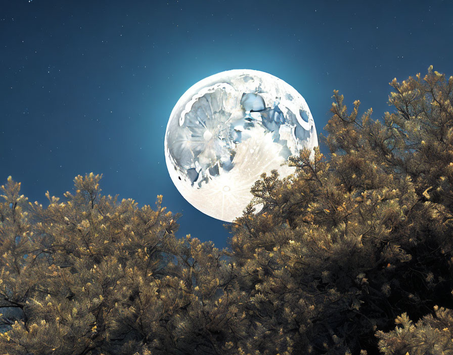 Detailed moon behind silhouetted pine trees on starry night sky