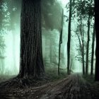 Misty forest with towering trees and fern carpet