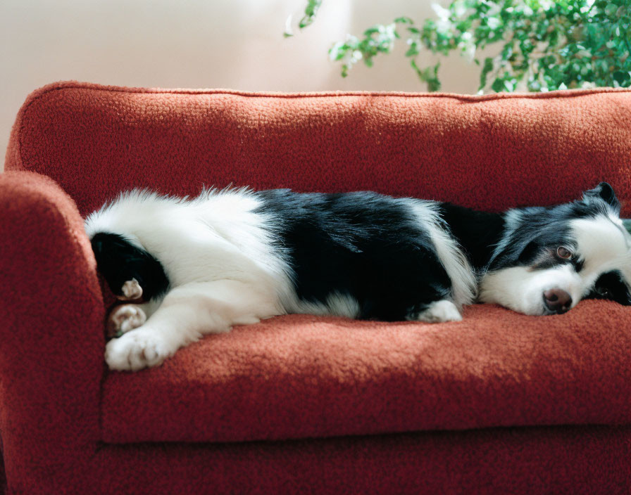 Black and white dog on red couch with potted plant