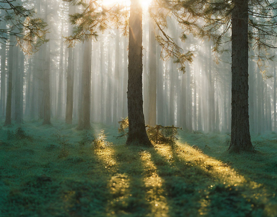 Tranquil forest scene with sunbeams and green foliage