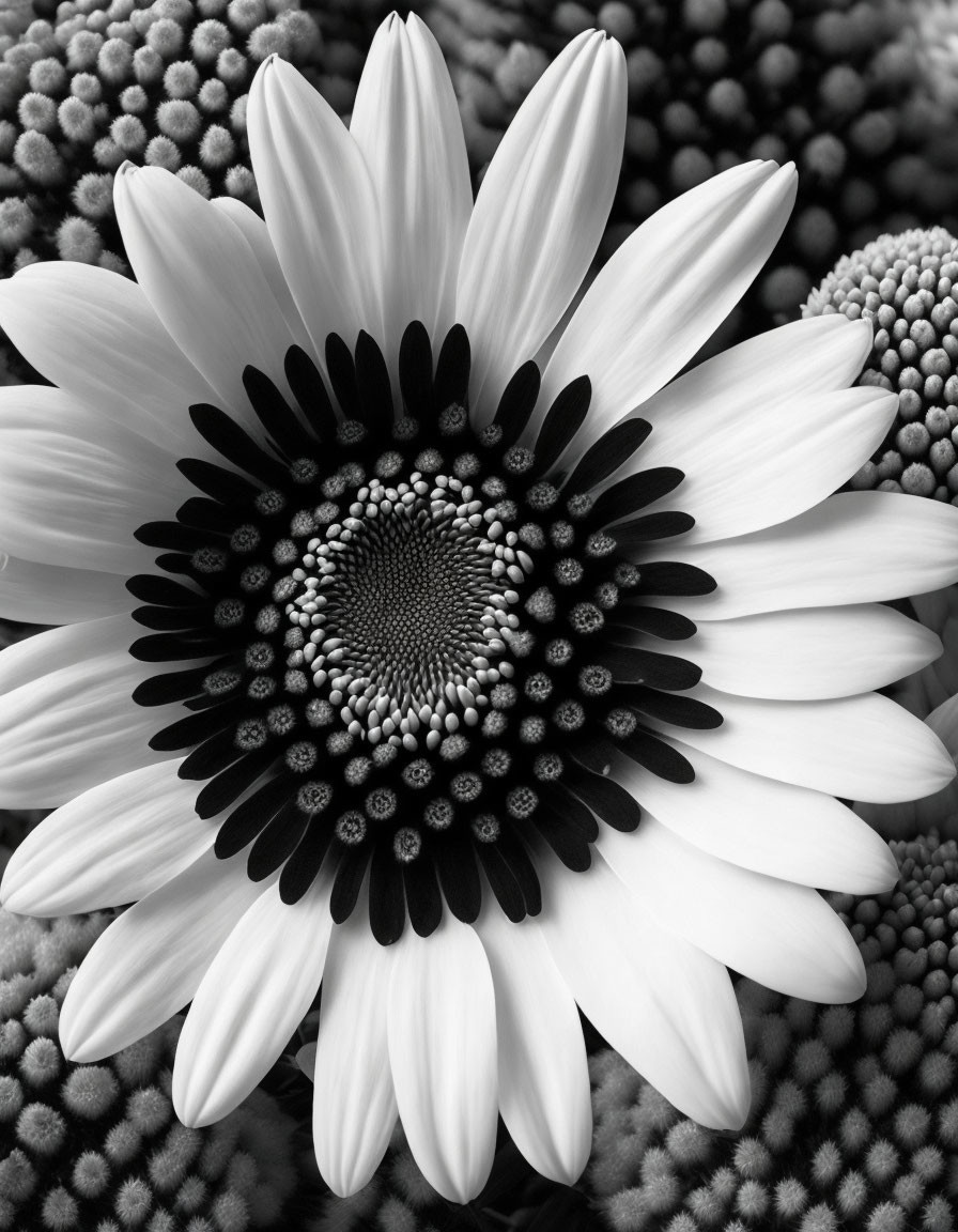 Sunflower close-up showcases radial patterns and petal-seed head contrast.