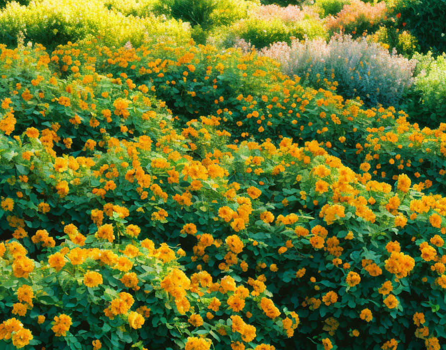 Colorful Garden with Orange and Yellow Blossoms in Sunlight