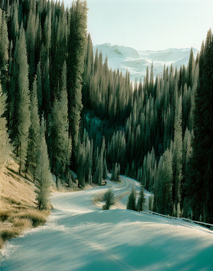 Snowy forest with winding road and misty mountains under clear sky