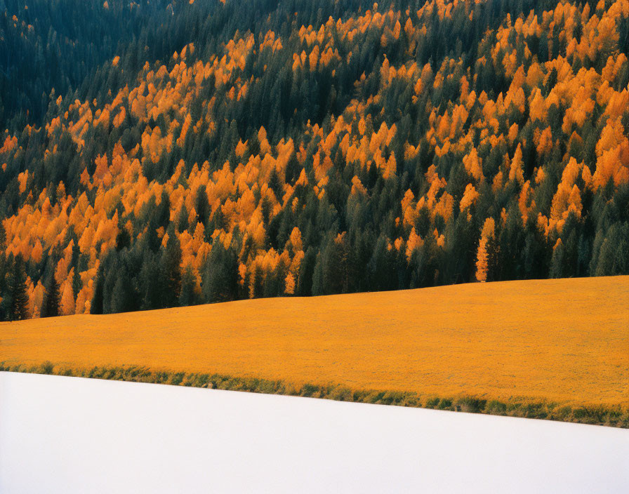 Golden-yellow foliage contrasts with green forest and white snow