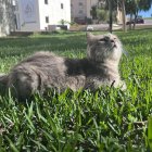 Two cats with matching markings in grass near white lighthouse