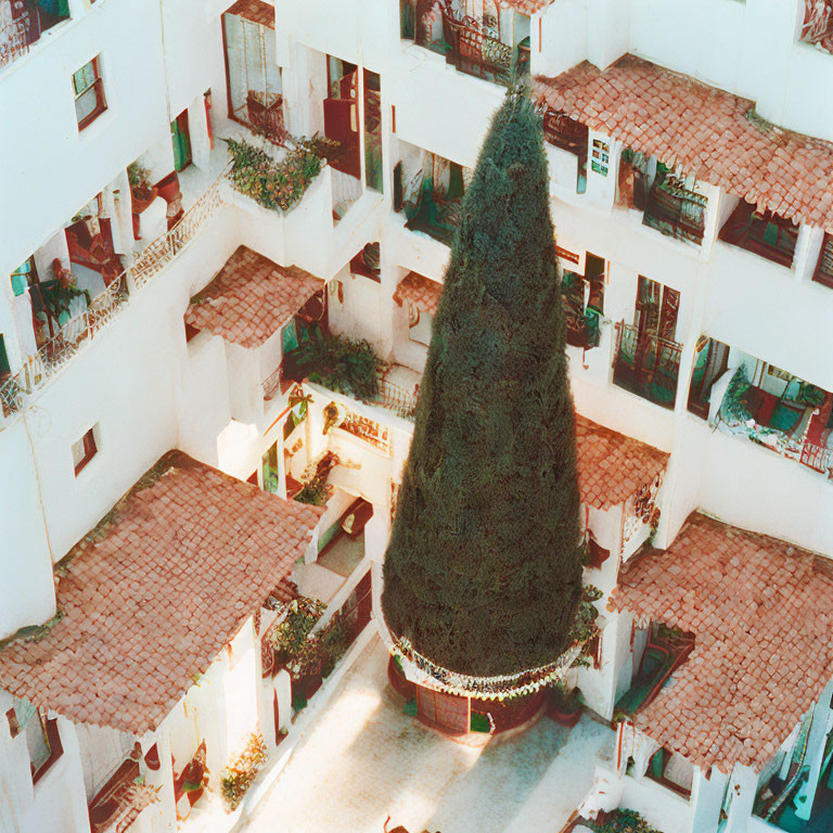 Sunlit courtyard with large tree and white buildings