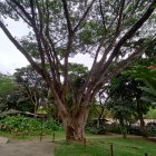 Colorful artwork: Fantastical tree with rainbow leaves in lush park