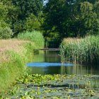 Lush Green Garden with Pond, Bridge, and Colorful Foliage