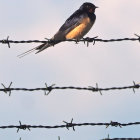 Colorful Bird on Barbed Wire with Falling Feather and Human Hand Illustration