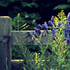 Vibrant blue and purple flowers in watercolor against rustic wooden fence