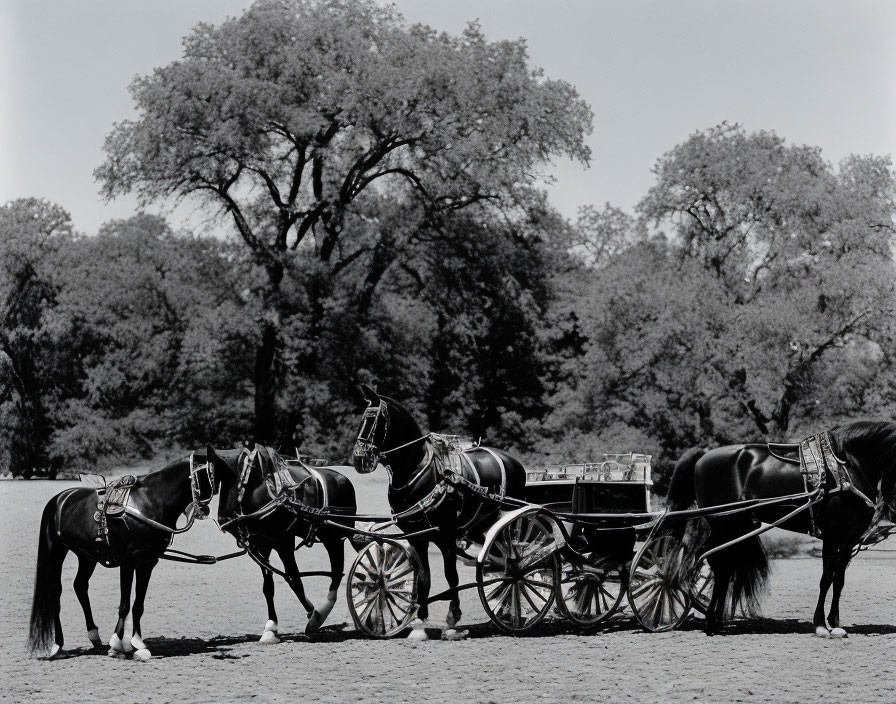 Elegant carriage with two horses in park setting.