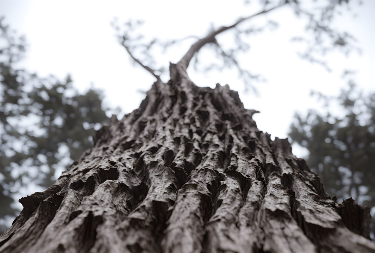 Detailed close-up of textured tree bark with out-of-focus canopy above