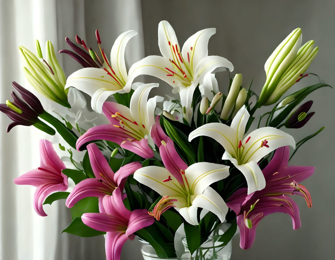 Blooming white and pink lilies in vase on softly lit backdrop