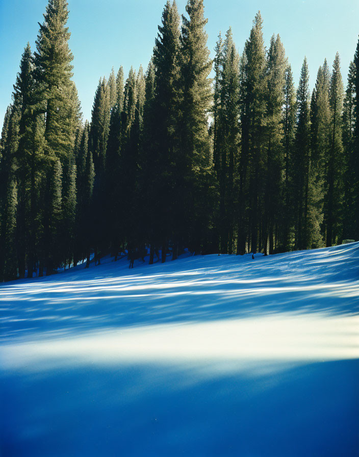 Serene Snowy Landscape with Evergreen Trees