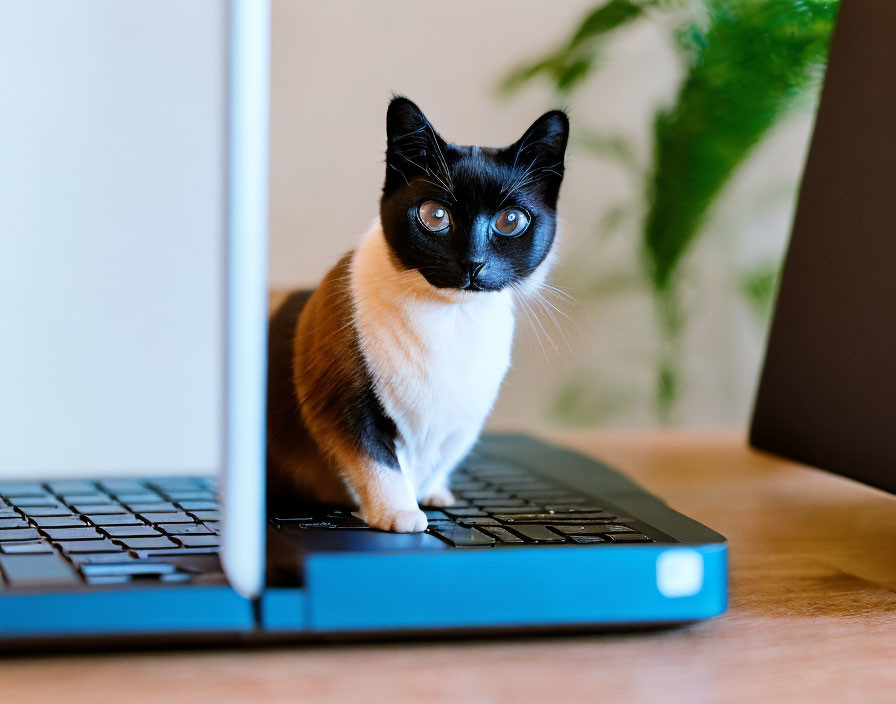 Siamese cat with blue eyes on desk with laptop and plant