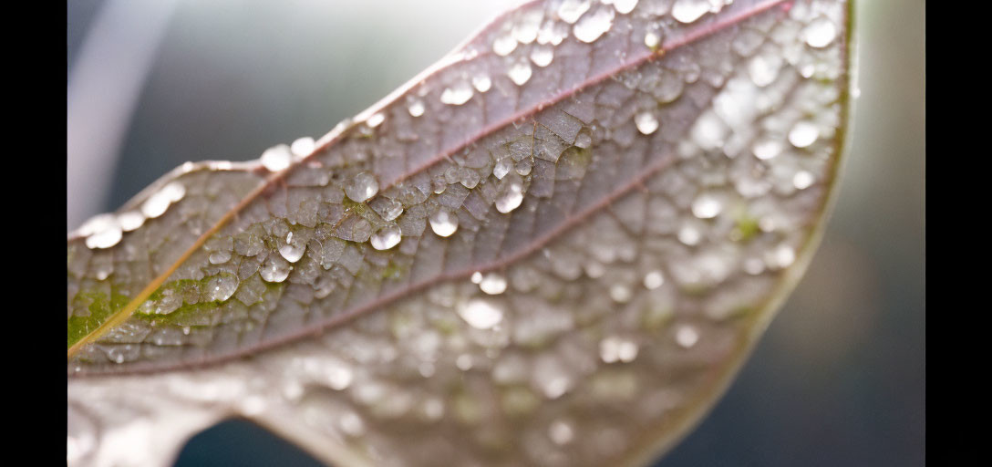 Detailed Macro Shot of Water Droplets on Leaf Surface