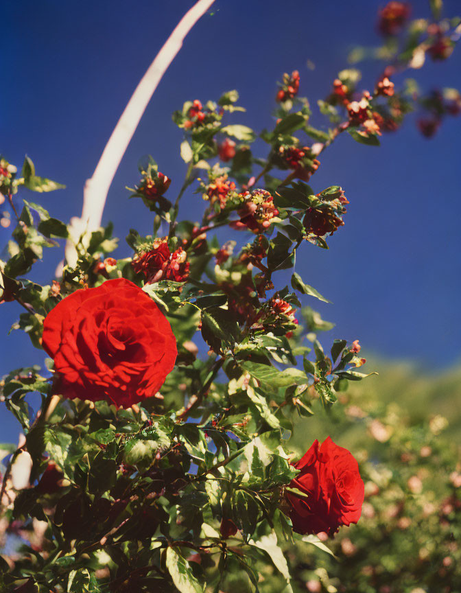 Blooming red roses against blue sky with green foliage