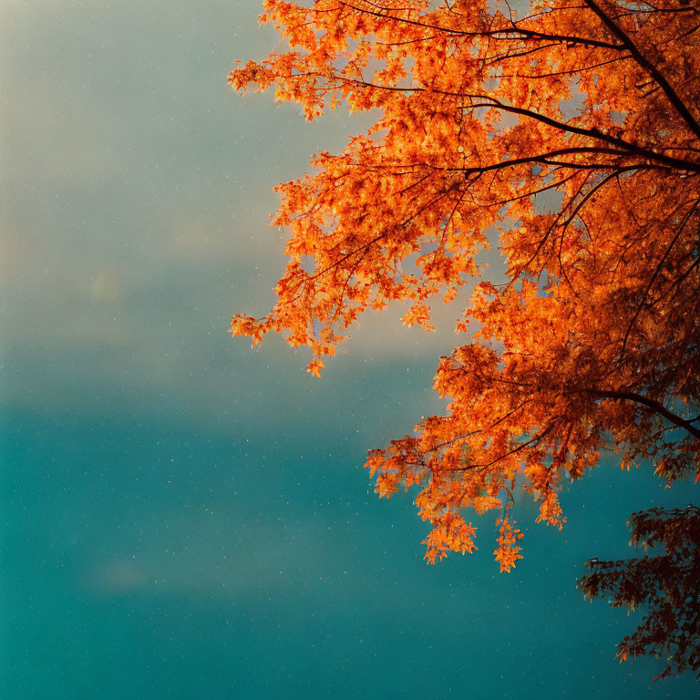 Autumnal scene with vibrant orange leaves and serene blue sky