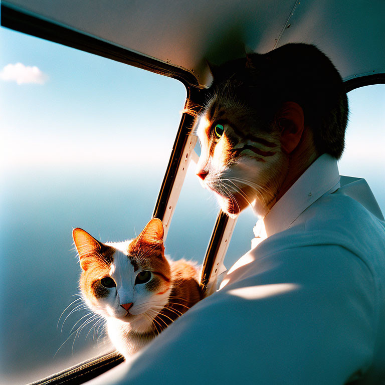 Person with Cat Face Paint and Cat in Sunlit Window Scene