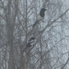 Two magpie-larks on wooden post in soft grey setting