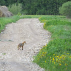 Red fox in green meadow with red flowers, bushy tail and alert expression.