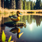 Colorful Rubber Duck on Calm Lake with Trees Reflecting in Sunlit Water