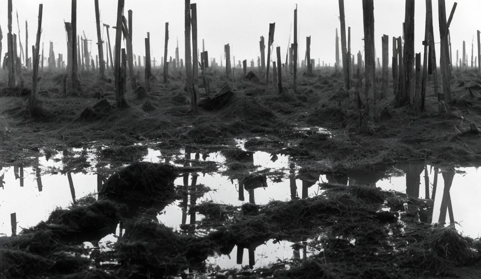 Monochrome wetland landscape with reflective water and wooden stakes