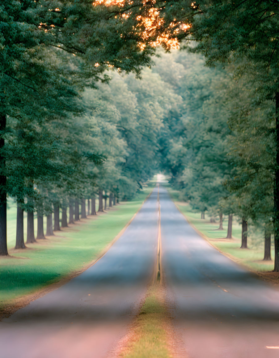 Empty road bordered by tall green trees under soft sunlight