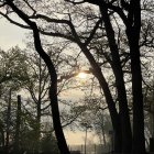 Misty forest scene with sunlight filtering through trees