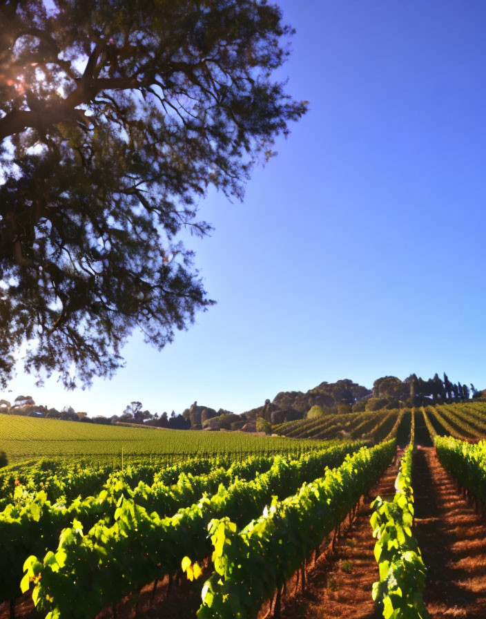 Vibrant green grapevines in lush vineyard under clear blue sky