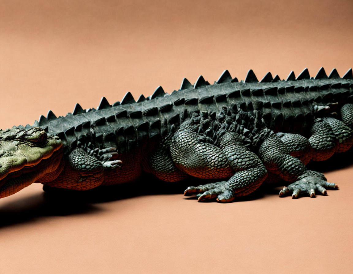 Detailed close-up of crocodile on terracotta background