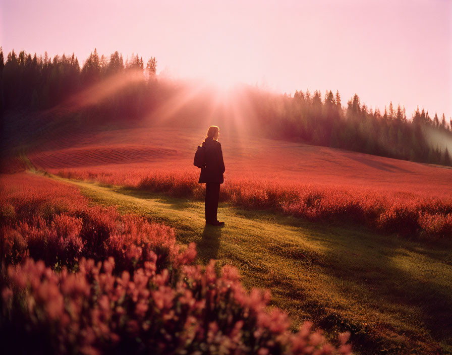 Person standing in vibrant red field with forest background at sunrise or sunset