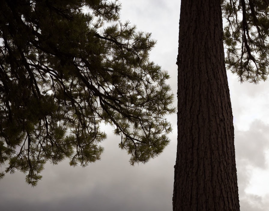 Pine tree silhouette against cloudy sky for serene mood.